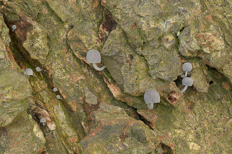 Mycena pseudocorticola